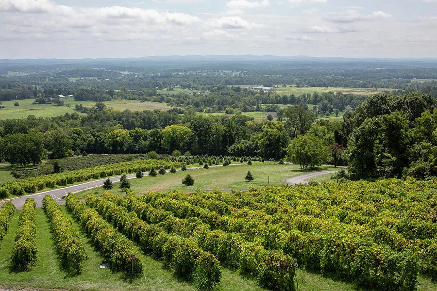 bluemont vineyard