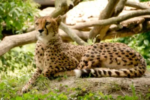 National Zoo - things to do in DC 
